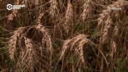 #ВУкраине: битва за зерно #ВУкраине: битва за зерно