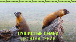 "Пушистые семьи". Десятая серия "Пушистые семьи". Десятая серия