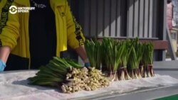 Сибириада: как на Алтае зарабатывают на черемше и подснежниках Сибириада: как на Алтае зарабатывают на черемше и подснежниках