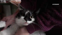 #ВУкраине: хвостатые беженцы #ВУкраине: хвостатые беженцы