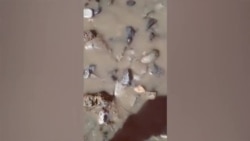 Марги моҳиҳои Шинг ба фоҷиаи экологӣ монанд аст Марги моҳиҳои Шинг ба фоҷиаи экологӣ монанд аст