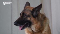 Человек на карте: театр немецких овчарок из Череповца Человек на карте: театр немецких овчарок из Череповца