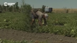 Херсонские фермеры снова собирают урожай арбузов во время войны Херсонские фермеры снова собирают урожай арбузов во время войны