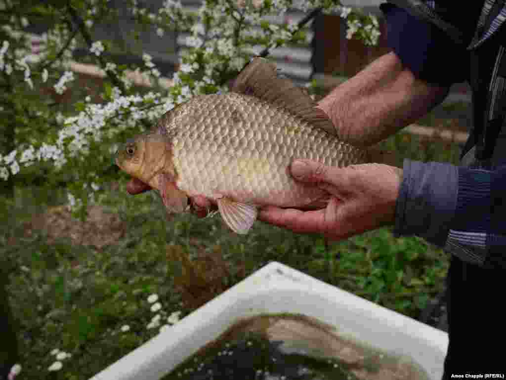 Василий предлагает попробовать рыбу, которую он сам вырастил в ванной, стоящей у него в огороде. Никаких замеров он, кстати, не производит 
