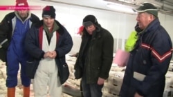 Шотландские рыбаки уплывают прочь из ЕС Шотландские рыбаки уплывают прочь из ЕС