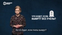 Чем важны пчелы, и что будет, если они вымрут? Чем важны пчелы, и что будет, если они вымрут?