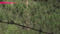 Лес как жертва PR-хода киевских властей Лес как жертва PR-хода киевских властей