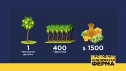 Бизнес-план: ферма экзотических растений Бизнес-план: ферма экзотических растений