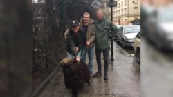 Активисты из Беларуси, убившие овцу в Освенциме, получили год и полтора года тюрьмы Активисты из Беларуси, убившие овцу в Освенциме, получили год и полтора года тюрьмы