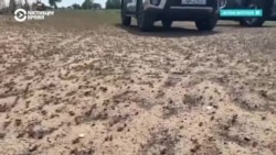 Казахстан снова атакует саранча: почему чиновники уверяют, что причин волноваться нет?  Казахстан снова атакует саранча: почему чиновники уверяют, что причин волноваться нет?