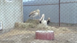 В Кыргызстане ветеринар у себя дома организовала реабилитационный центр для животных В Кыргызстане ветеринар у себя дома организовала реабилитационный центр для животных