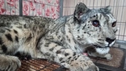 В Кыргызстане спасают снежного барса, которого расстреляли в упор В Кыргызстане спасают снежного барса, которого расстреляли в упор