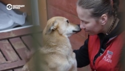 "Конь страдал годами, и об этом все знали!" Хозяйка приюта в Латвии спасает животных, с которыми жестоко обращались
 "Конь страдал годами, и об этом все знали!" Хозяйка приюта в Латвии спасает животных, с которыми жестоко обращались