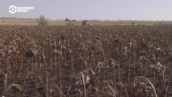 Как украинские аграрии убирают урожай рядом с линией фронта  Как украинские аграрии убирают урожай рядом с линией фронта