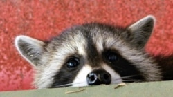 Из Херсона украли енота, ламу и других животных: это сделали сотрудники парка "Тайган" в Крыму Из Херсона украли енота, ламу и других животных: это сделали сотрудники парка "Тайган" в Крыму