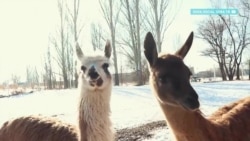Зоопарк в Караколе просит помощи из-за коронавируса Зоопарк в Караколе просит помощи из-за коронавируса