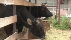 Репортаж Настоящего Времени из Запорожья, где в 30-ти километрах от фронта под обстрелами работает ферма Репортаж Настоящего Времени из Запорожья, где в 30-ти километрах от фронта под обстрелами работает ферма