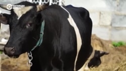 Человек на карте: почему журналисты из Саяногорска стали cыроварами  Человек на карте: почему журналисты из Саяногорска стали cыроварами