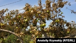 Листья на яблонях сгорели за два дня – жители села опасаются употреблять фрукты в пищу