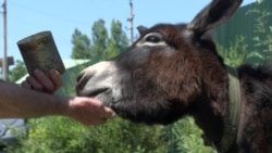 Сначала осел, потом сын: Александр Тимонов много лет борется с милицейским произволом Сначала осел, потом сын: Александр Тимонов много лет борется с милицейским произволом