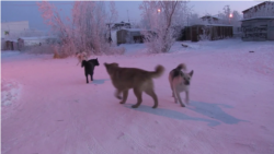 Бродячие собаки на улицах Якутска: репортаж из города, где после нападения стаи псов погибла женщина Бродячие собаки на улицах Якутска: репортаж из города, где после нападения стаи псов погибла женщина
