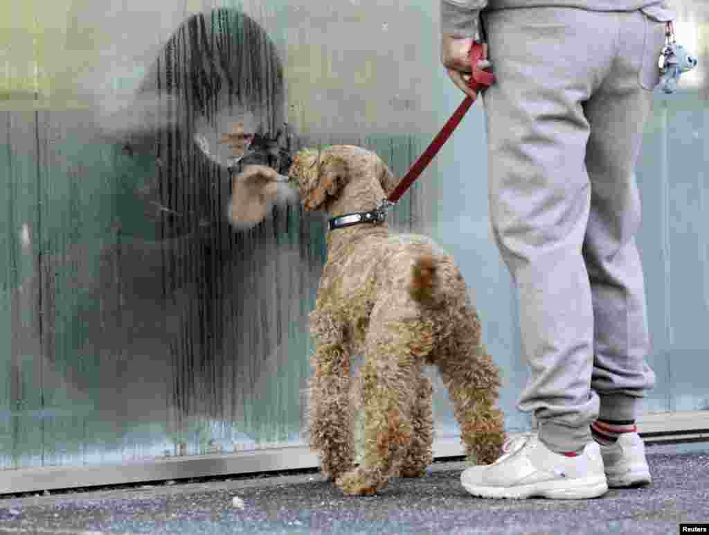 Жителей из эвакуированной зоны отправляли в специальные радиационные центры, где они проходили обследования на предмет радиационного заражения. На фото – девушка в боксе в одном из подобных центров, смотрит на своего питомца сквозь стекло