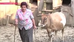 Деньги – в обмен на селфи с домашней скотиной Деньги – в обмен на селфи с домашней скотиной