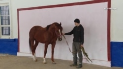 #ВУкраине: старейшие конезаводы #ВУкраине: старейшие конезаводы