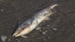 Камчатка завалена гниющей рыбой: как это произошло? Камчатка завалена гниющей рыбой: как это произошло?