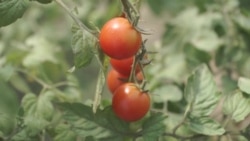 Бизнес-план: ферма "Супергерой" Бизнес-план: ферма "Супергерой"