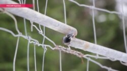 "Черные камни", VIP-охота и забор – как в Карелии предприниматели отгораживаются от грибников "Черные камни", VIP-охота и забор – как в Карелии предприниматели отгораживаются от грибников