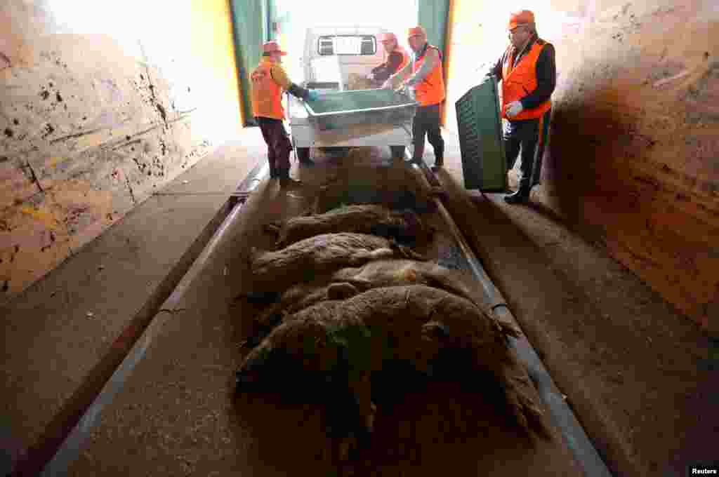 За годы, пока вокруг Фукусимы существовала зона отчуждения, заброшенный город заполнили дикие кабаны. Они заражены радиацией, и сейчас их массово отстреливают. На фото – члены Отдела по контролю за животными складывают убитых в зоне отчуждения боровов в грузовик