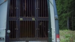 "Латвийский койот". Трейлер документального фильма "Латвийский койот". Трейлер документального фильма