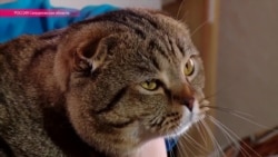 Военкот Мурзик на страже армейских порядков Военкот Мурзик на страже армейских порядков