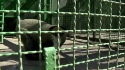 Зоопарк в 20 км от фронта: сотни зверей могут не пережить наступления России на Покровск