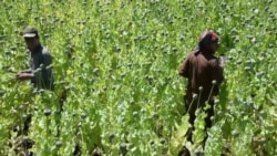 Что будет с наркотрафиком в Афганистане при "Талибане" Что будет с наркотрафиком в Афганистане при "Талибане"