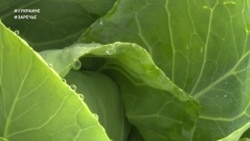 #ВУкраине: как живут "капустные бизнесмены" Закарпатья #ВУкраине: как живут "капустные бизнесмены" Закарпатья