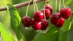 #ВУкраине: Мелитополь – столица черешни #ВУкраине: Мелитополь – столица черешни