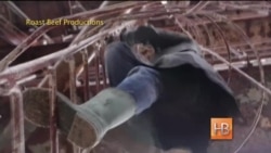 "Русский дятел" - победитель кинофестиваля "Санденс" "Русский дятел" - победитель кинофестиваля "Санденс"