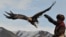 Kyrgyzstan -- A Kyrgyz berkutchi (eagle hunter) releases his bird, a golden eagle, during the hunting festival "Salburun" in the village of Alysh, March 13, 2016